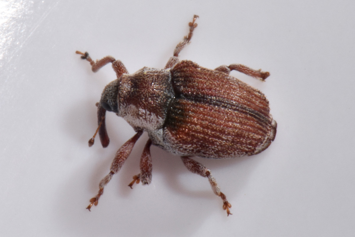 Curculionidae: Coeliodes sp.?  No, Pseudocoeliodes rubricus